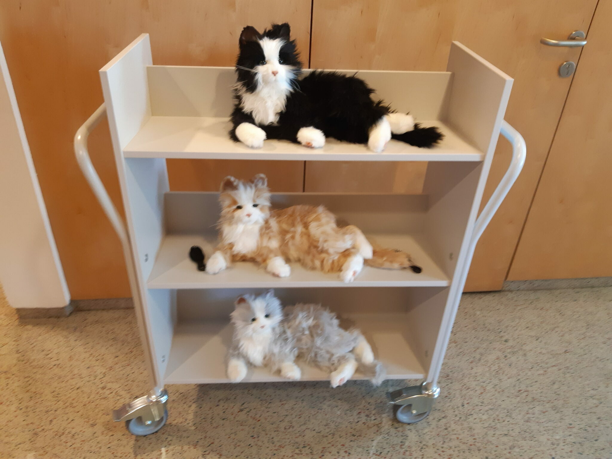 Katzen Board Katzen Board