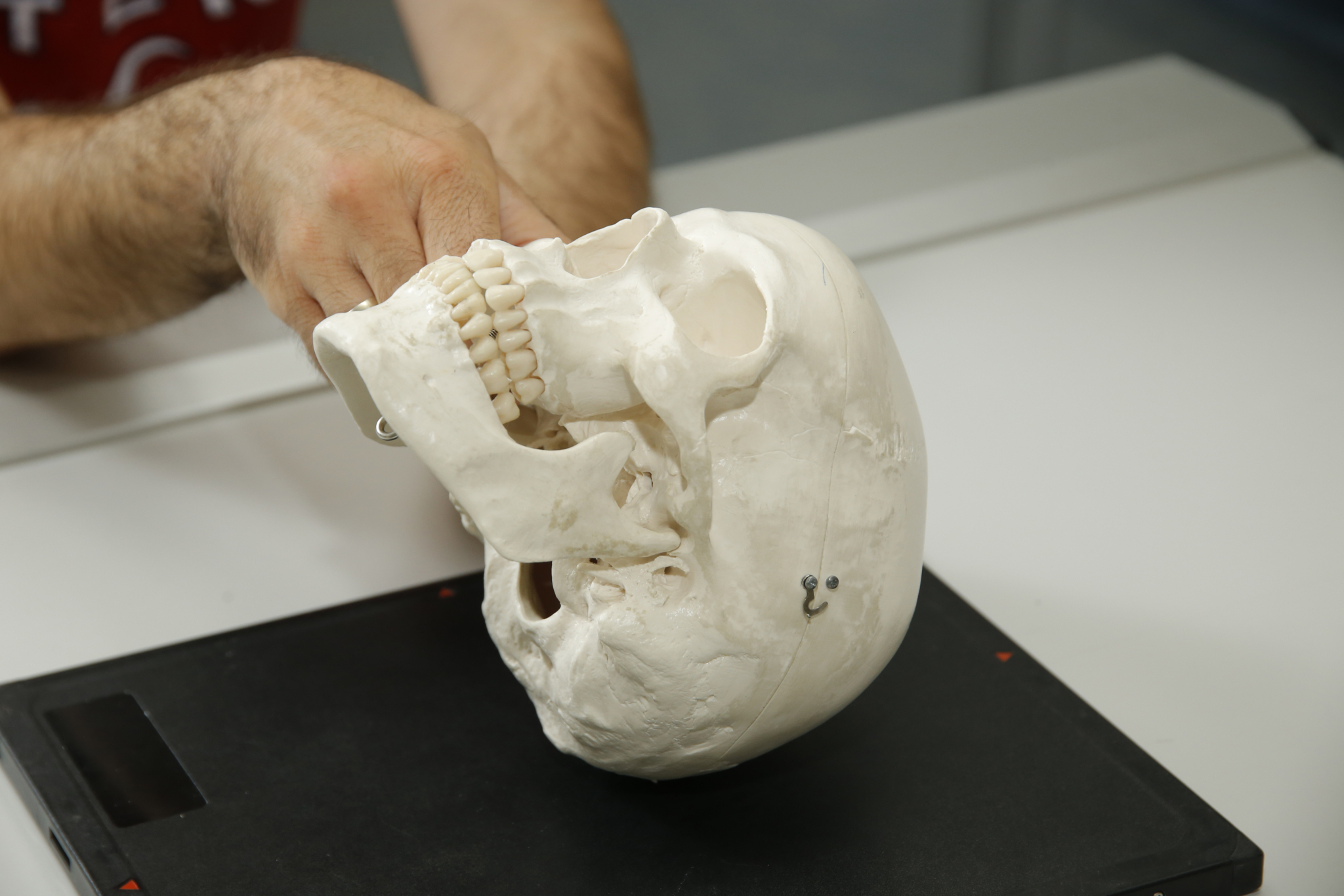 skeleton head as a model for learning in radiology technology  (enlarged view in the gallery)